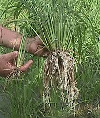 Rice Roots