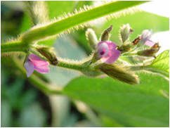 Soybean Flowers