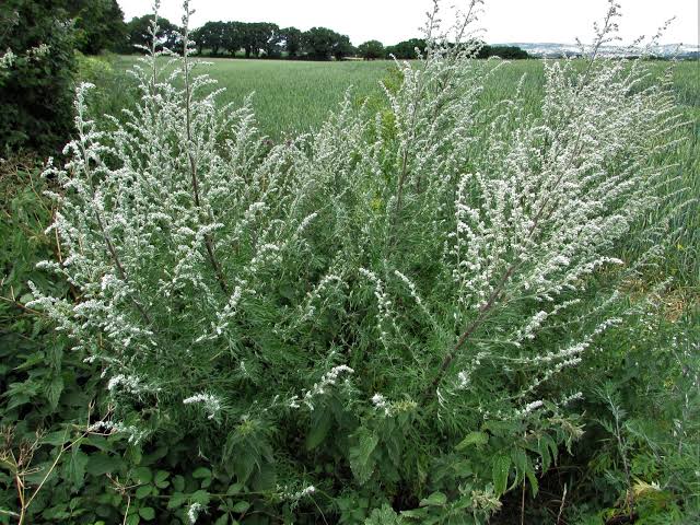 6 Medicinal Health Benefits of Artemisia vulgaris (Mugwort) 6 Medicinal Health Benefits of Artemisia vulgaris (Mugwort)
