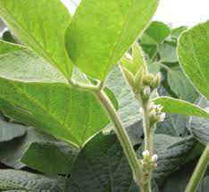 Soybean Petioles