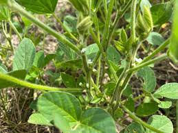 Soybean Petioles: Economic Importance, Uses and By-Products