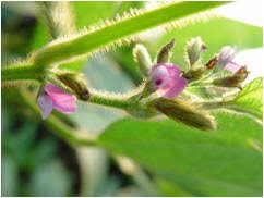 Soybean Stamens