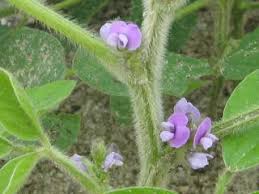 Soybean Stamens