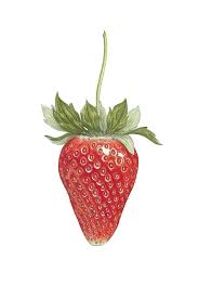 Strawberry Stems: Economic Importance, Uses and By-Products