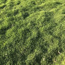 A Guide to Growing and Caring for Mexican Grass (Stenotaphrum Secundatum)