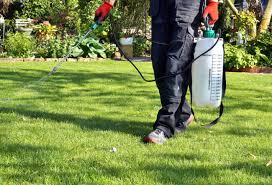 Everything You Need To Know About Best Grass Killer 