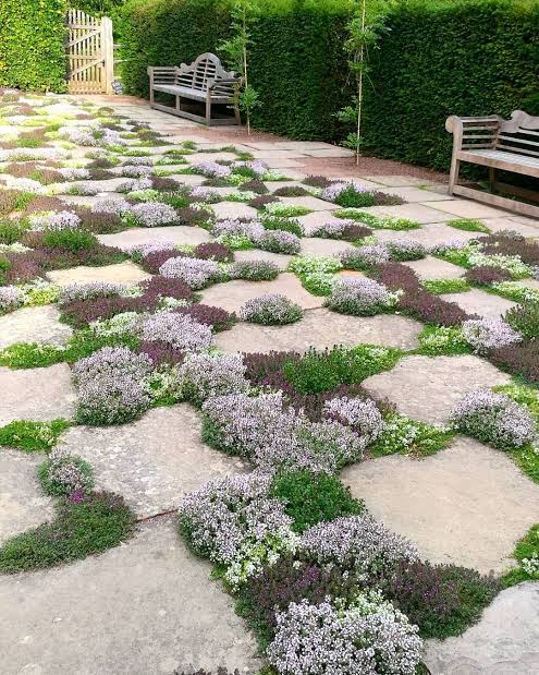 All You Need To Know About Thyme Lawn Grass