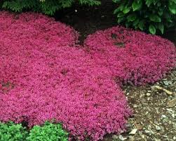 All You Need To Know About Thyme Lawn Grass