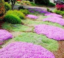 All You Need To Know About Thyme Lawn Grass