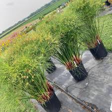 A Guide to Growing and Caring for Prince Tut Grass (Cyperus Alternifolius)