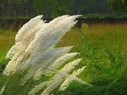 Sugarcane Flowers