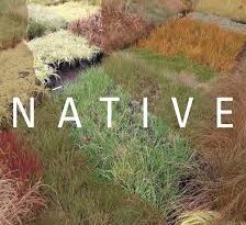 Everything You Need To Know About Native Grasses