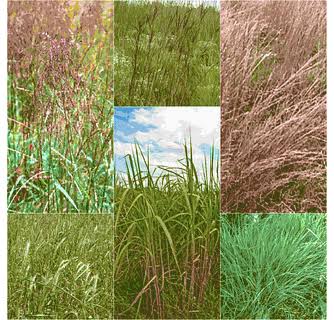 Everything You Need To Know About Native Grasses 