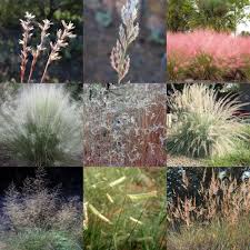 Everything You Need To Know About Native Grasses 