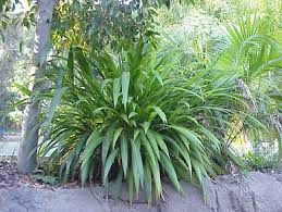 A Guide to Growing and Caring for Palm Grass (Setaria Palmifolia)