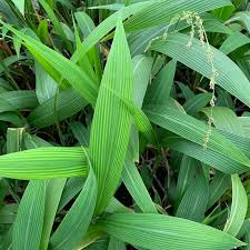 A Guide to Growing and Caring for Palm Grass (Setaria Palmifolia)