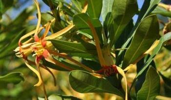 10 Medicinal Health Benefits of Strophanthus speciosus (Climbing Oleander)