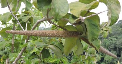 10 Medicinal Health Benefits of Strophanthus eminii (Emin's Climbing Oleander)