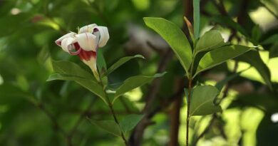 7 Medicinal Health Benefits of Strophanthus courmontii (Climbing Oleander)