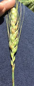 Wheat Glumes: Economic Importance, Uses and By-Products