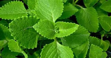 10 Medicinal Health Benefits of Ajwain (Trachyspermum ammi)