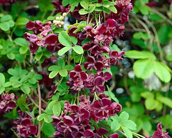 12 Medicinal Health Benefits of Akebia quinata (Chocolate Vine ...