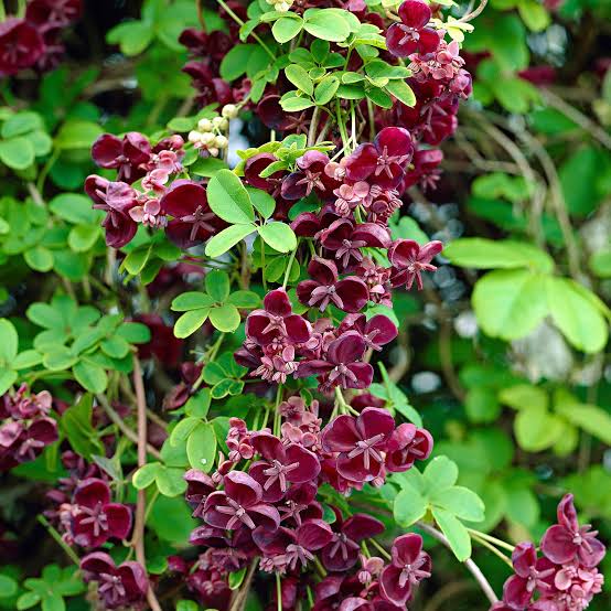 12 Medicinal Health Benefits of Akebia quinata (Chocolate Vine ...