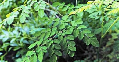 20 Medicinal Health Benefits of Xylopia aethiopica (African Peppe)