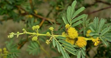 10 Medicinal Health Benefits of Vachellia nilotica subsp. nilotica (Nile acacia)