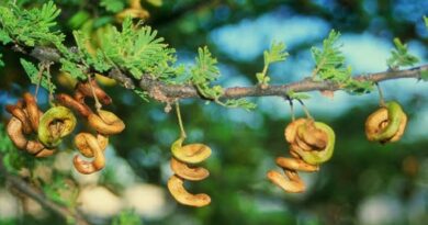 10 Medicinal Health Benefits of Vachellia tortilis (Umbrella Thorn Acacia)
