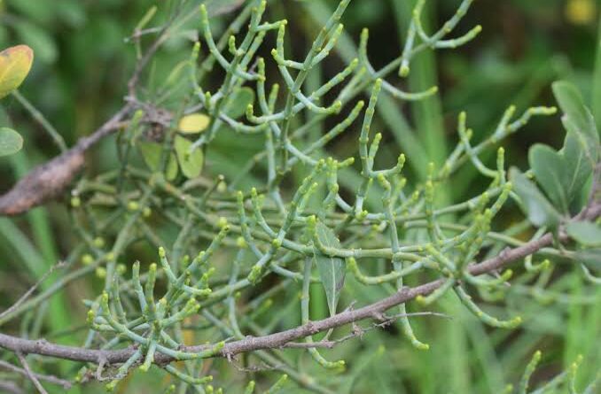 15 Medicinal Health Benefits of Viscum capense (Cape Mistletoe)