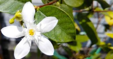 10 Medicinal Health Benefits of Wrightia demartiniana (Pala Indigo Plant)