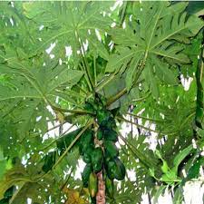 PawPaw/Papaya Leaves: Economic Importance, Uses and By-Products