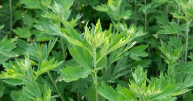 20 Medicinal Health Benefits of Artemisia argyi (Chinese mugwort)