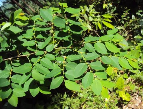 10 Medicinal Health Benefits of Breynia vitis-idaea (Snowbush)