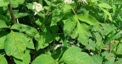 10 Medicinal Health Benefits of Angelica pubescens (Du Huo)
