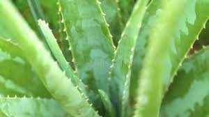 Aloe Vera Rind