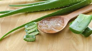 Aloe Vera Gel: Economic Importance, Uses and By-Products