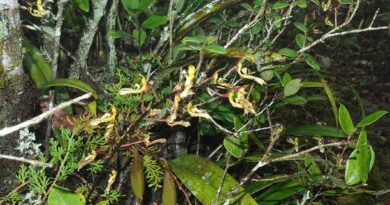 10 Medicinal Health Benefits of Bulbophyllum Crabro (Bee Orchid)