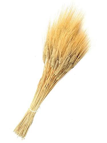 Wheat Stems: Economic Importance, Uses and By-Products Wheat Stems