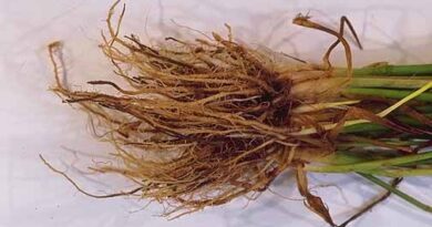 Wheat Roots: Economic Importance, Uses and By-Products