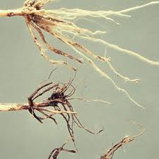 Wheat Roots: Economic Importance, Uses and By-Products - Agric4Profits