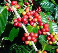 Coffee Internodes: Economic Importance, Uses and By-Products