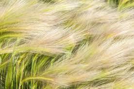 A Guide to Growing and Caring for Feather Grass (Stipa)