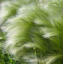 A Guide to Growing and Caring for Feather Grass (Stipa)