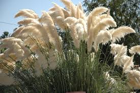 A Guide to Growing and Caring for Cortaderia Grass (Cortaderia Selloana)