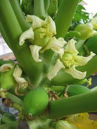 PawPaw/Papaya Stamen