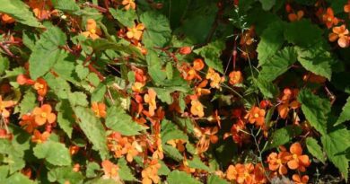 20 Medicinal Health Benefits of Begonia sutherlandii (Sutherland's begonia)