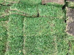 All You Need To Know About St Augustine Grass Sod 