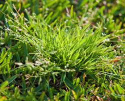 A Guide to Growing and Caring for Winter Grass (Poa Annua) 